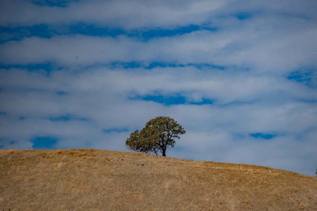 A solitary tree stands on a sunlit hill in Salinas, capturing the serene beauty of rural California.
