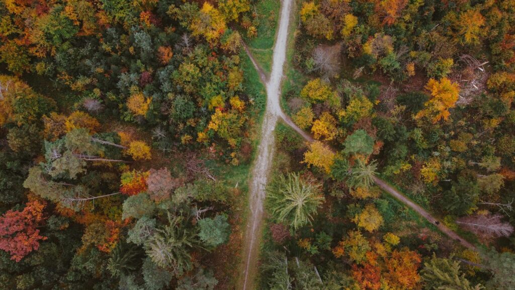Aerial photograph showcasing vibrant autumn foliage in a forest near Munich, Germany.