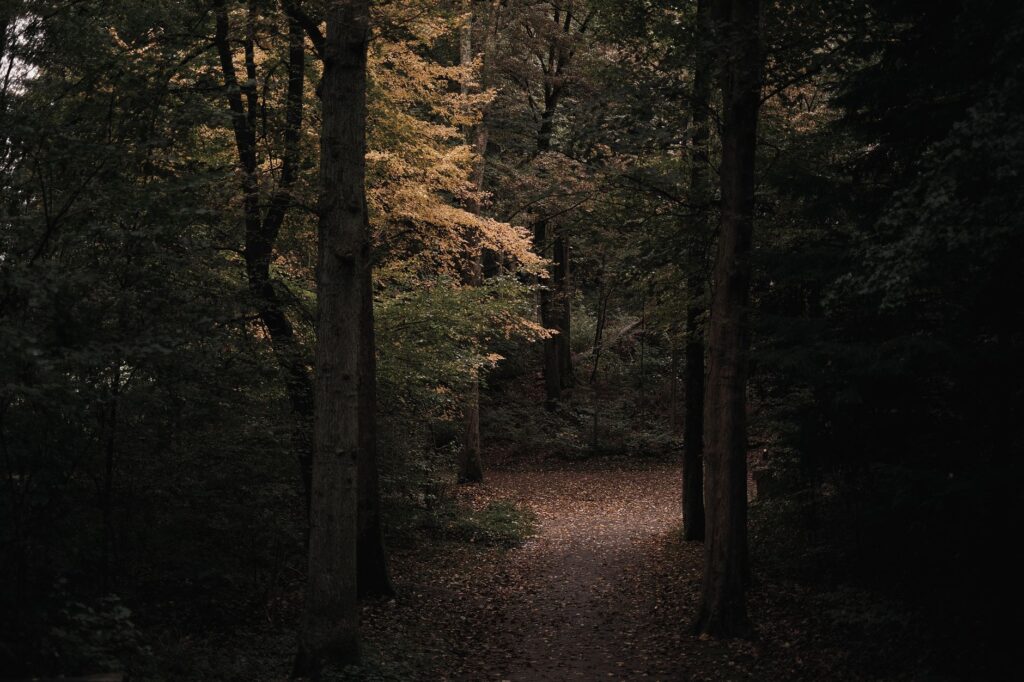 A tranquil forest path covered with autumn leaves, enveloped in fall foliage.