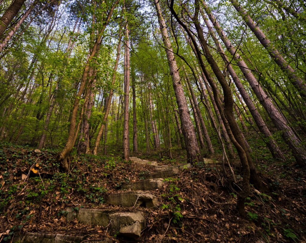Concrete steps leading into a lush forest, surrounded by tall trees.