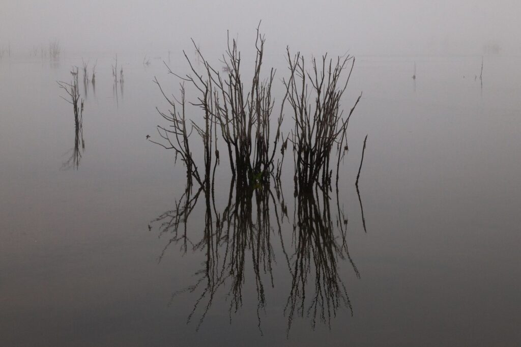 A tranquil scene with branches reflected in calm foggy water, evoking peace and solitude.