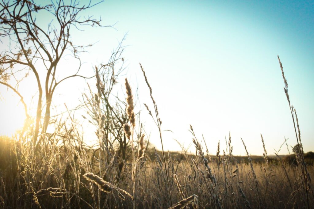 Golden sunrise over a tranquil field with tall grass and bare trees, capturing the essence of a peaceful morning.