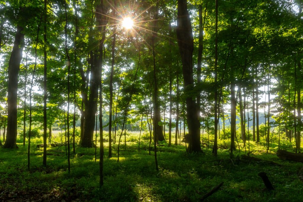 Tranquil forest setting with sunlight filtering through trees, showcasing lush greenery and natural beauty.
