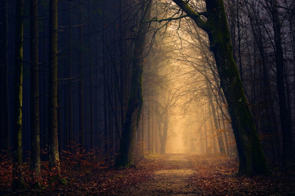 Explore the serene beauty of a misty forest path at dawn surrounded by autumnal trees.